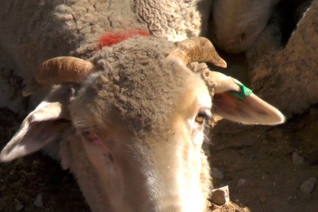 Agriculture Minister David Littleproud slams live export sheep deaths