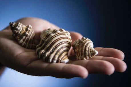 Sea snail venom could be &#8216;the holy grail&#8217; in pain therapeutics