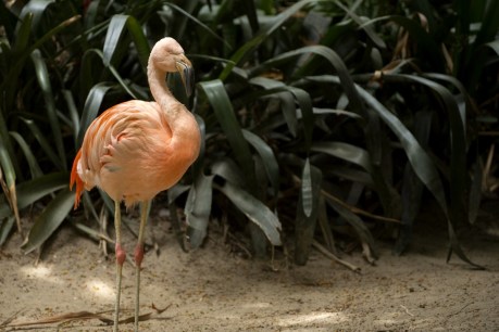 Australia&#8217;s only flamingo euthanased at Adelaide Zoo for health reasons