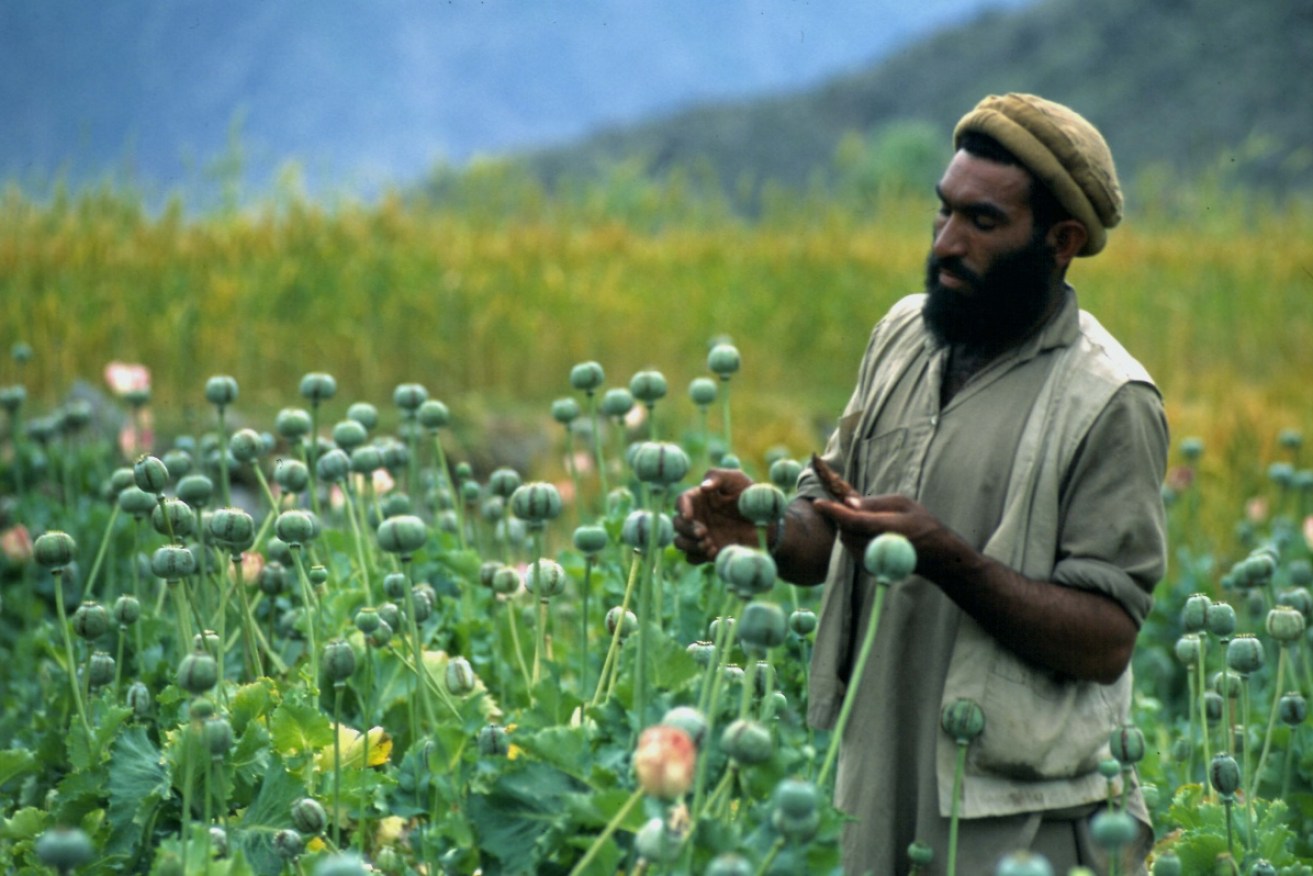 The opium trade may have turned Afghanistan into a 'narco-state'.