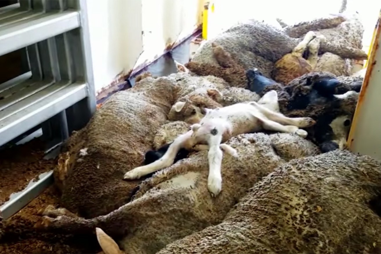 The deaths of almost 2500 sheep on their way to the Persian Gulf sparked the review.