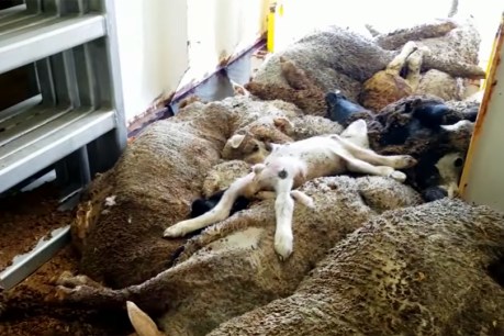 Live export review calls for wide-reaching reforms