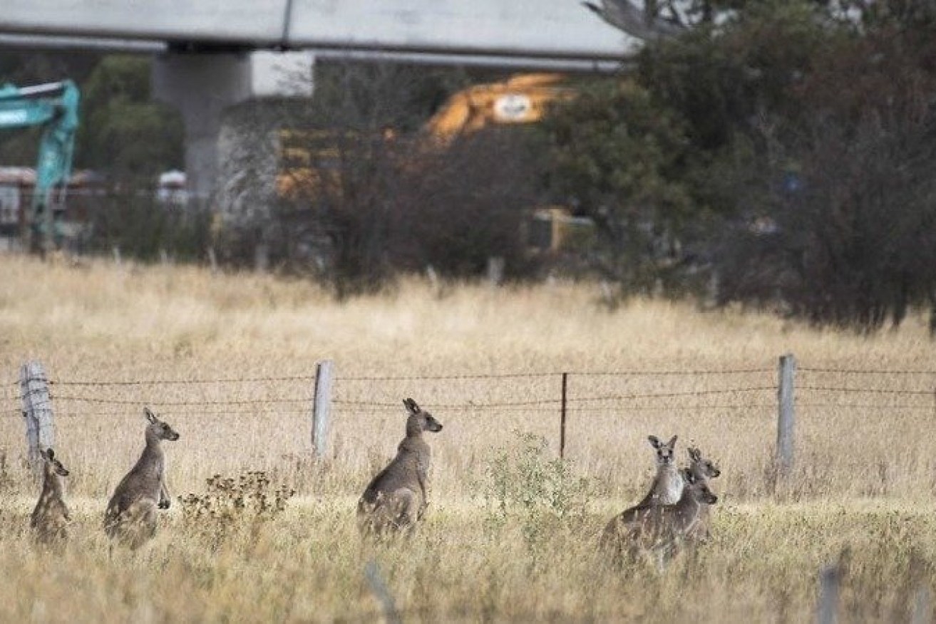 Kangaroos are pictured at the Mernda Rail Extension Project in northeast Melbourne.