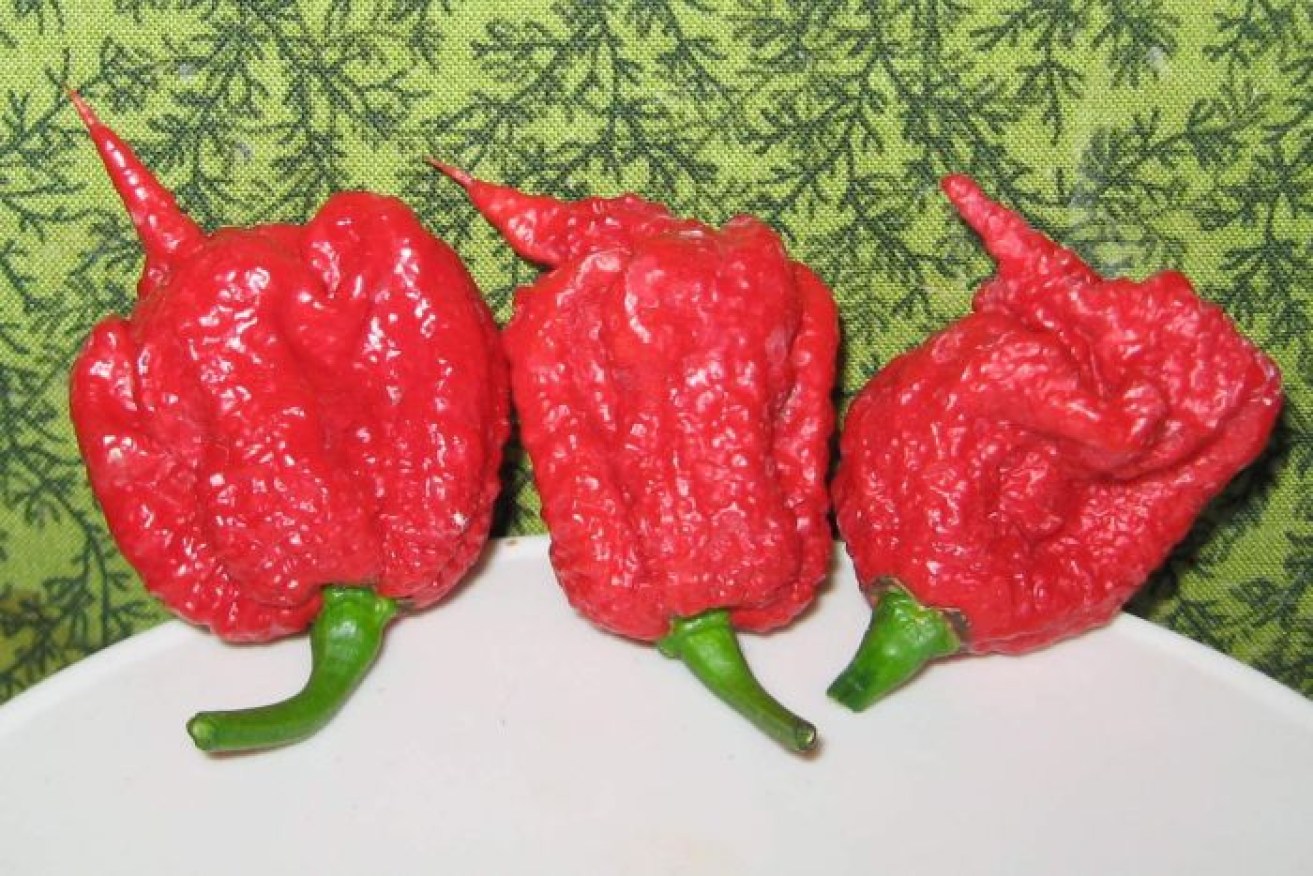 At full growth, one Carolina Reaper fits into half the palm of a hand.