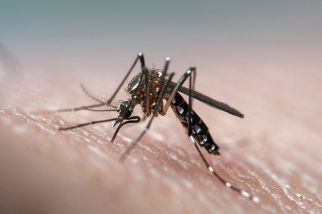 Scientists find gene that makes mosquitoes bite some people more than others
