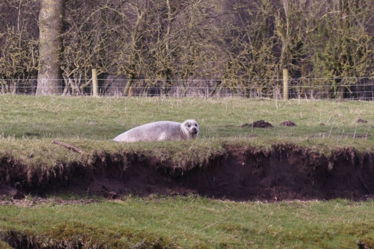 It's not uncommon for seals to swim several hundred kilometres upstream in pursuit for food.