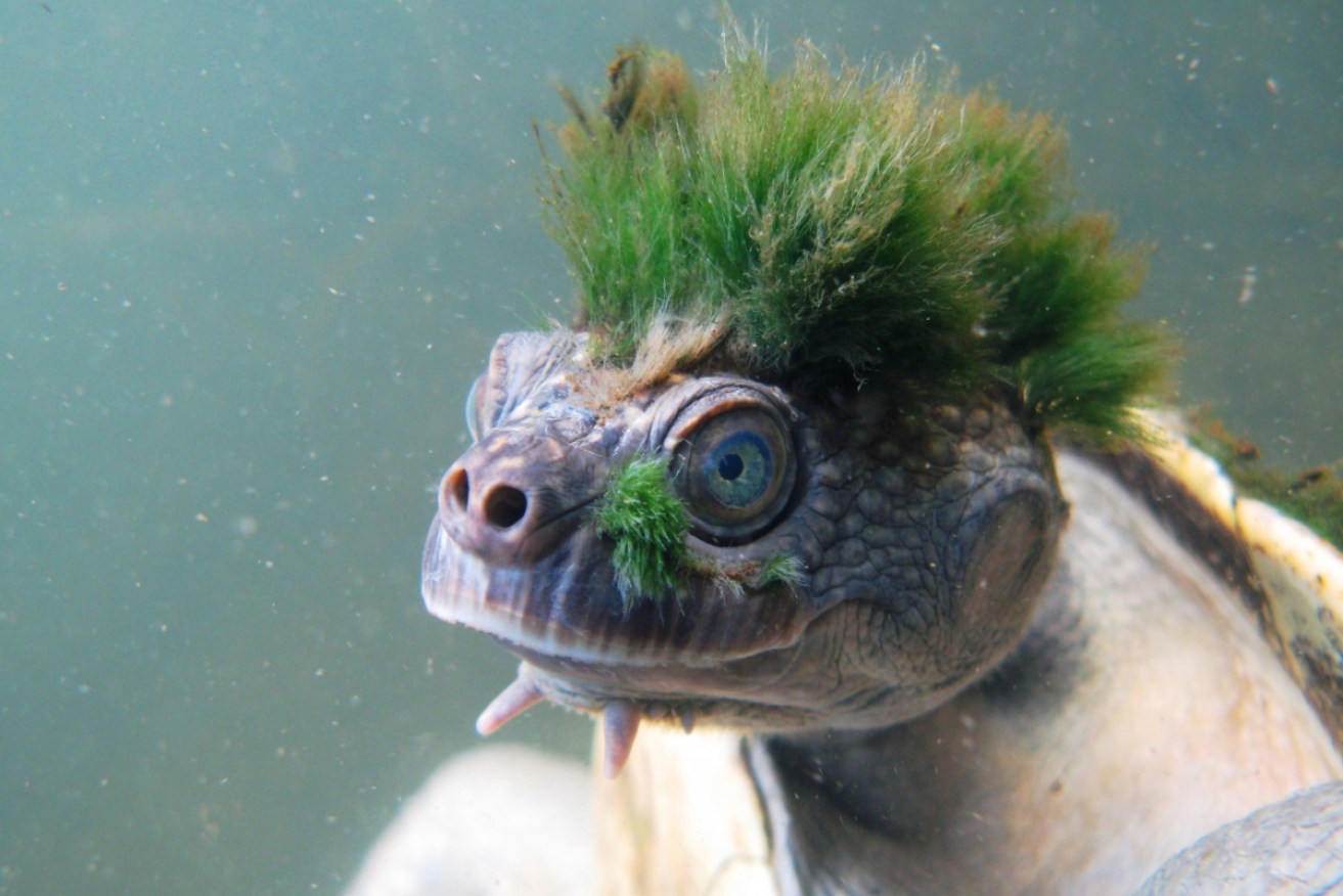 The turtle has gill-like organs within its genitals that allow it to stay underwater for up to three days.