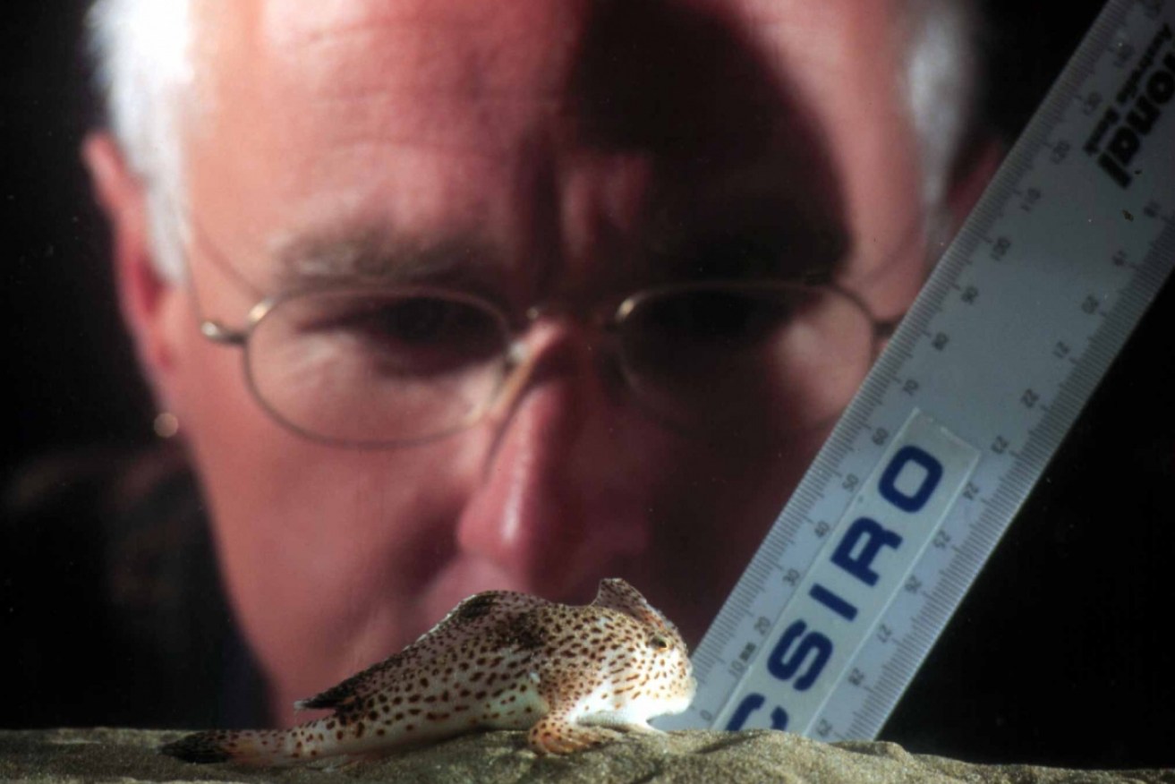 Mark Green with the rare and endangered spotted handfish at Taroona Marine Research Centre. 