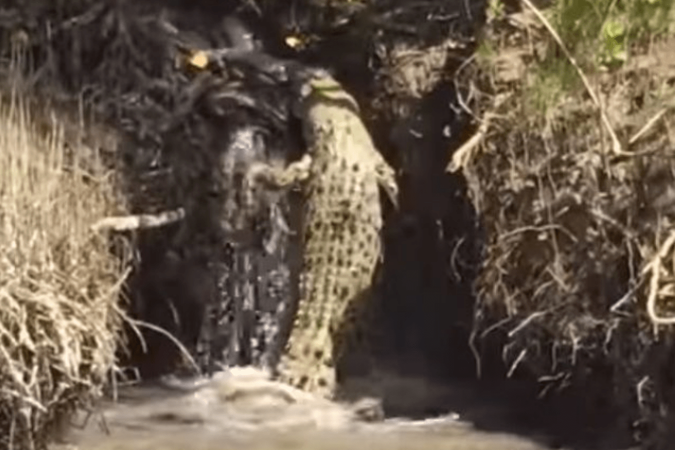 The crocodile made an unsuccessful attempt to climb up the waterfall.
