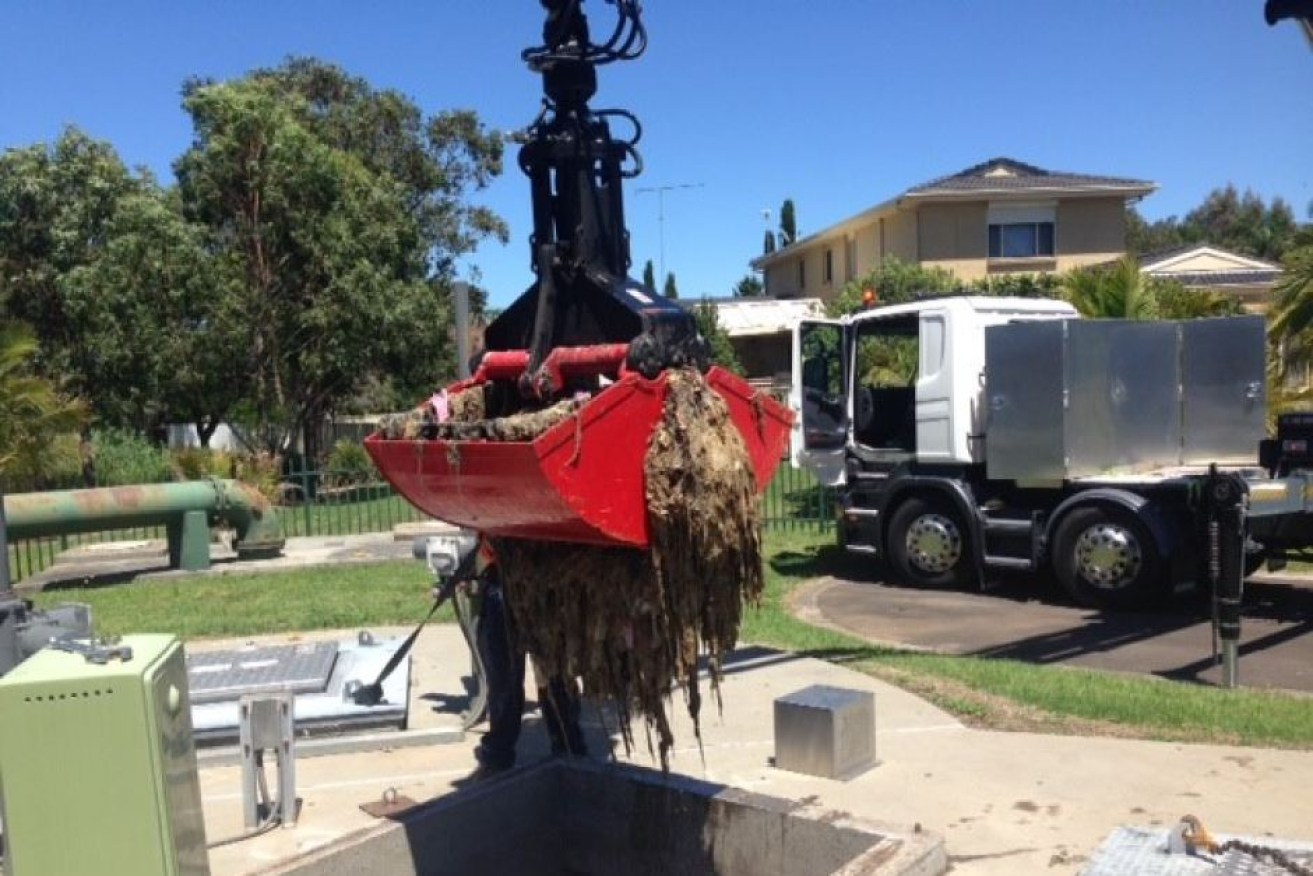 Sydney Water estimates about 500 tonnes of wet wipes are removed from the water network every year.