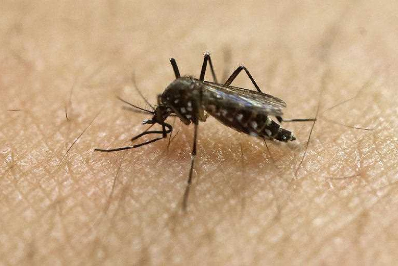 Male Aedes aegypti mosquitoes are being sterilised in laboratories and released into the wild.