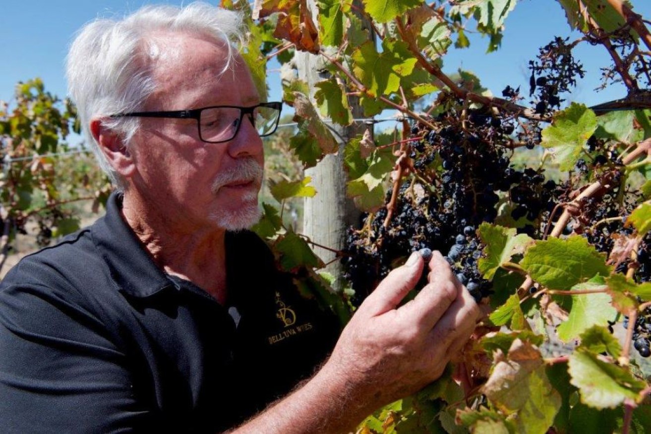 Winemaker Wayne Farquhar inspects grapes in his Barossa Valley vineyard.