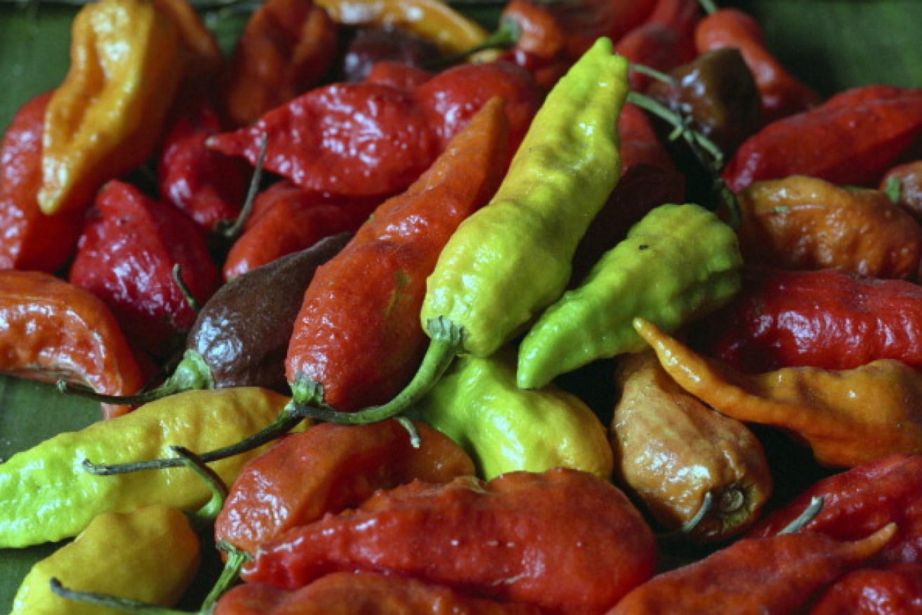 Chilies are a common staple for cooking chutneys and curries. 