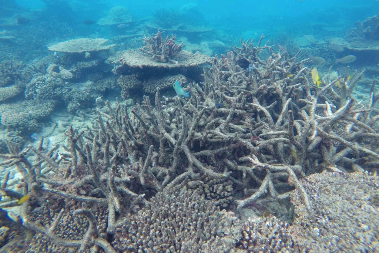 Bleaching found in northern parts of the Great Barrier Reef as marine authorities fear further damage from heat stress.