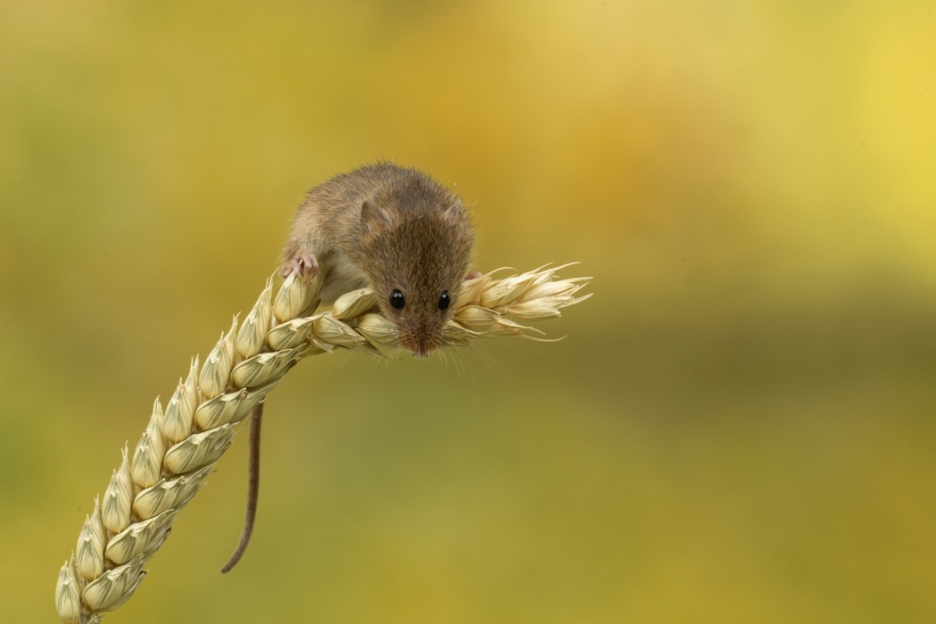 Farmers are in the grips of a mouse plague. 