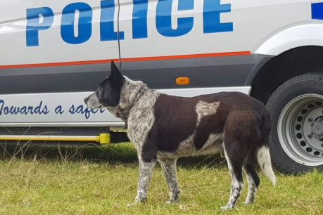 True-blue heeler: Faithful dog leads searchers to lost little girl after guarding her through the night