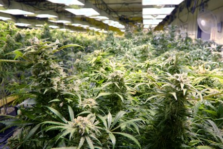 Marijuana moguls optimistic about legalisation of recreational cannabis in Australia
