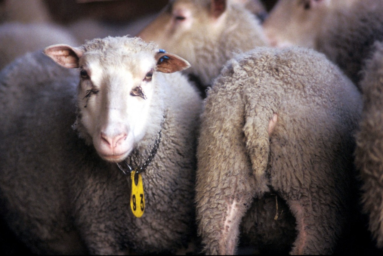 The live sheep trade has been in the spotlight. 