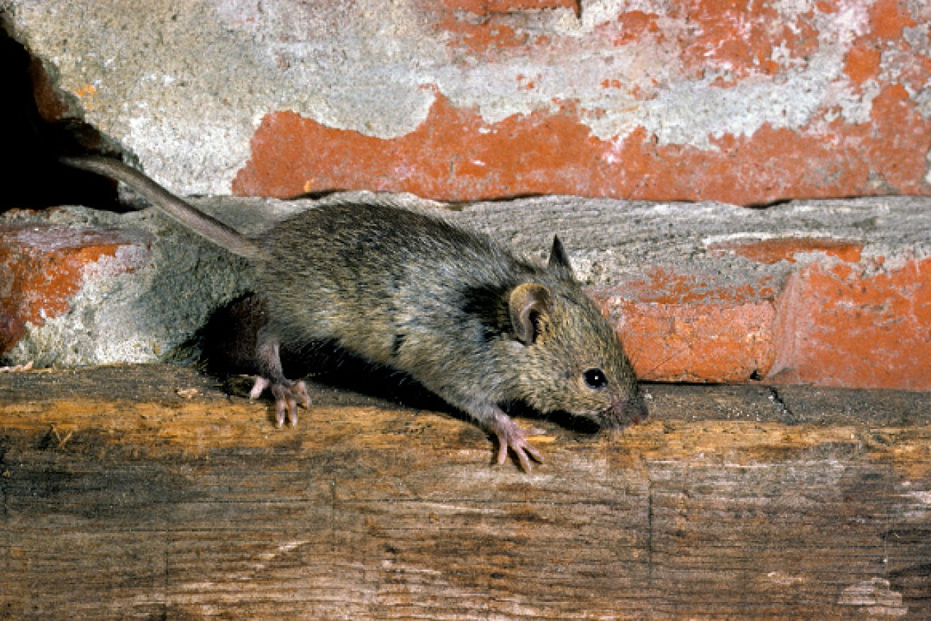 https://wp.thenewdaily.com.au/wp-content/uploads/2018/04/1524717332-house-mouse-get-rid-of.jpg?resize=1313,876&quality=90