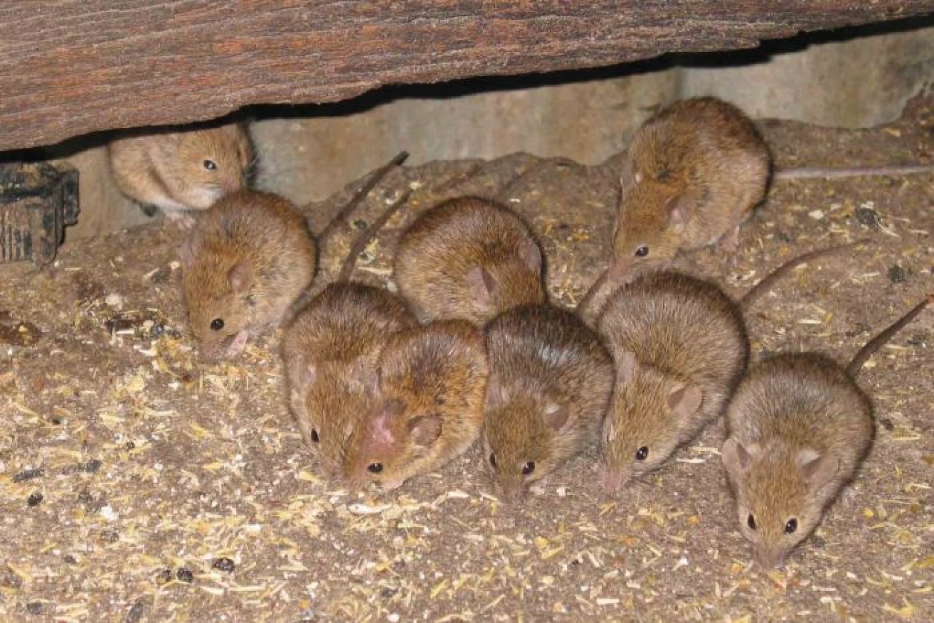 Mice chewed through the ceiling of Wellington Correctional Centre.  