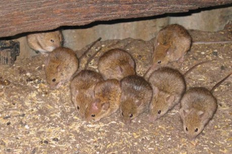 Cannibal mice eat each other as grain harvest ends
