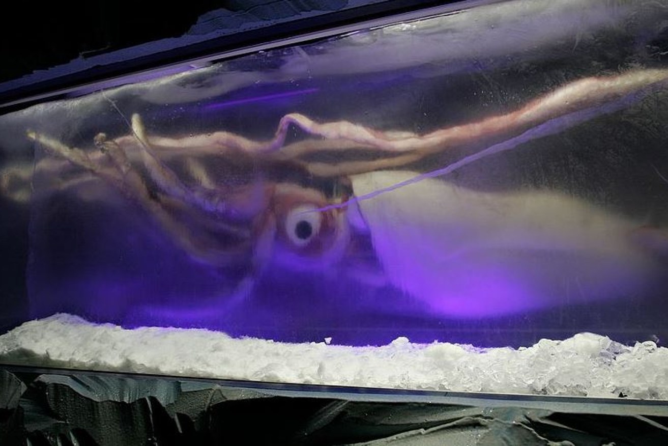 The Melbourne Aquarium paid more than $100,000 for this giant squid, which went on display in 2005.