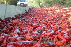 Watch: Men turn to dance, crabs on the march