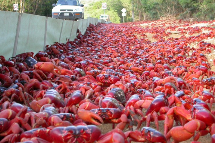 Watch: Men turn to dance, crabs on the march
