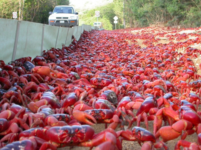 Christmas Island Australian tourism