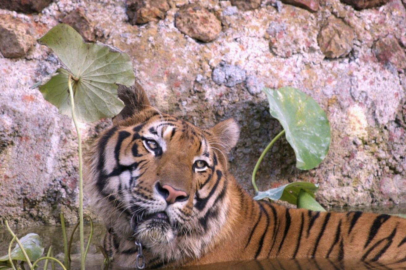 Thailand's Tiger Temple was closed in 2016 amid animal welfare concerns.
