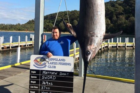 Massive swordfish reeled in at Lakes Entrance could smash Australian record