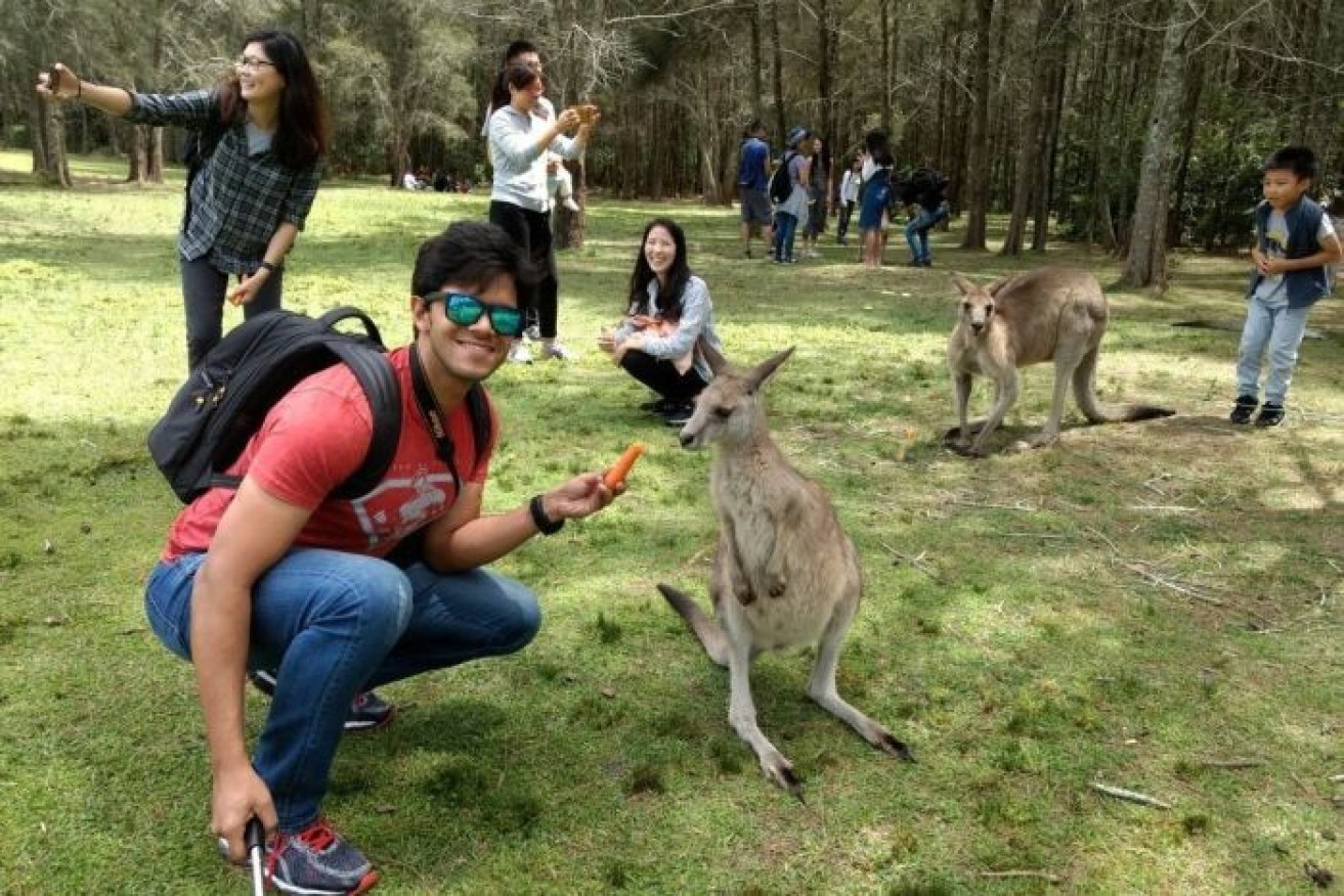 Visitors are feeding kangaroos carrots and it's causing big problems. 