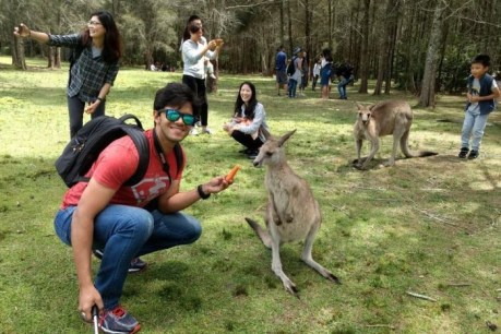 Kangaroos addicted to carrots attack tourists