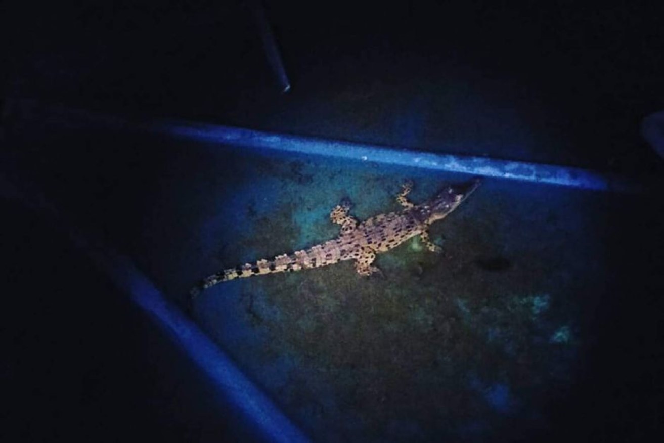 The juvenile saltwater crocodile turned up on a doorstep in Noonamah.