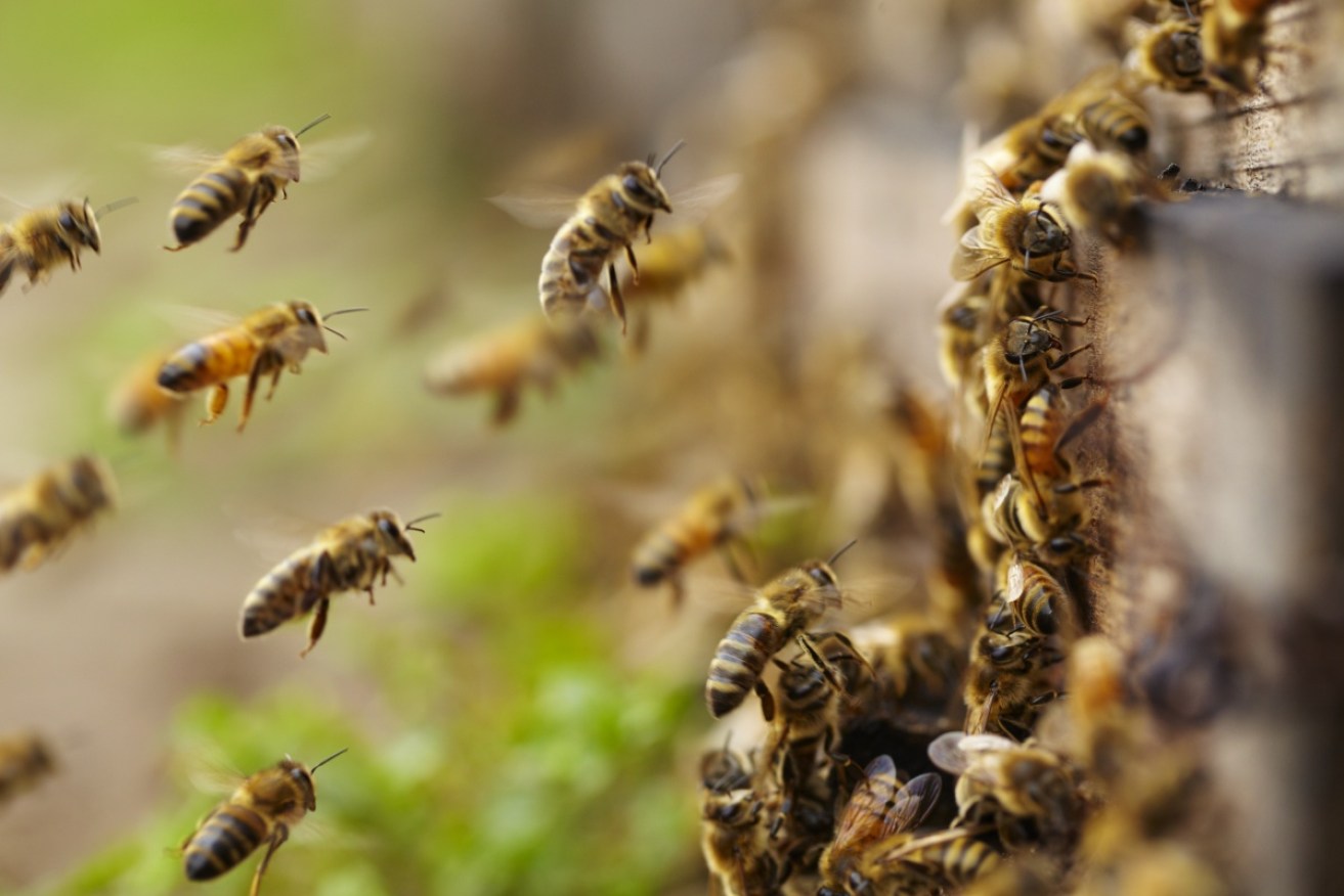 Honey bees, deadlier than the box jelly fish. Photo: Getty  