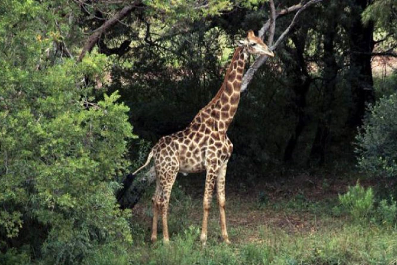 The giraffe's owners say they don't consider him a dangerous animal.