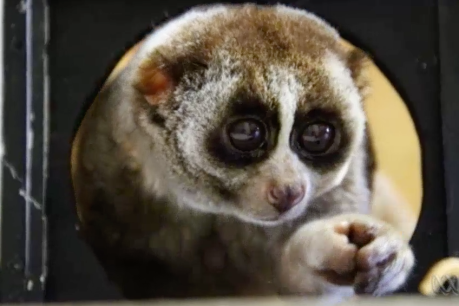 Casualties of a social media storm, slow lorises are now on the road to recovery