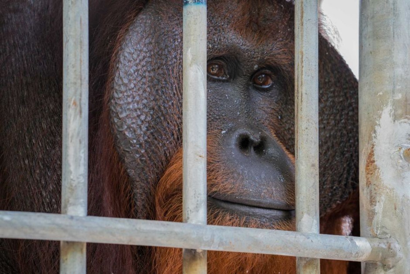 Close up of Jono in his new temporary cage at the Orangutan Foundation International.