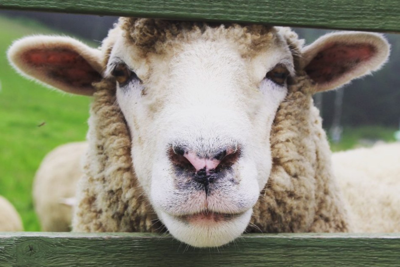 About 700 sheep worth more than $100,000 have allegedly been stolen from a farm in Victoria.