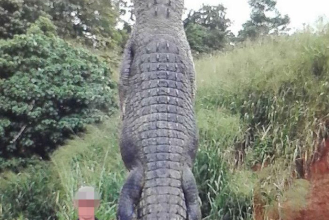 The crocodile was found shot on the banks of the South Johnstone River. 