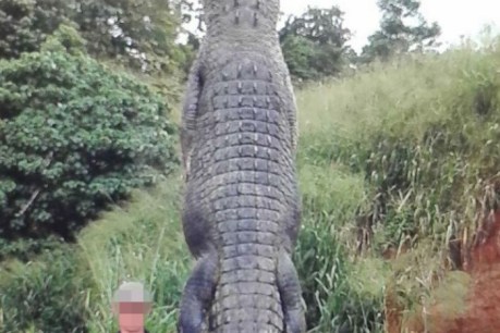 Deleted photo of dead monster croc prompts investigation
