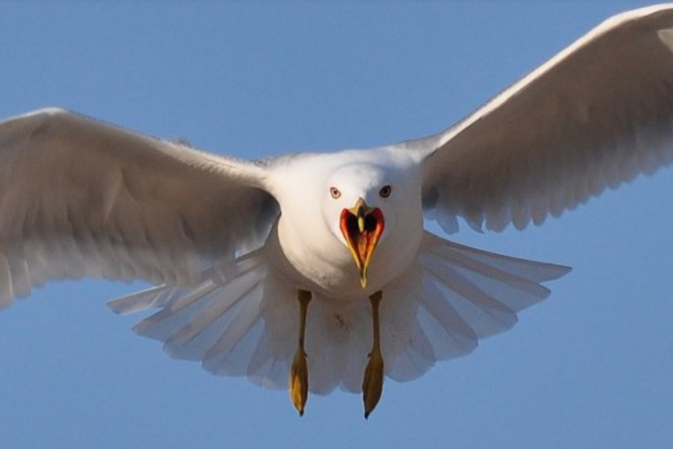 Seagulls were insistent put polite until something changed. Now diners are issued with water pistols to drive them off.