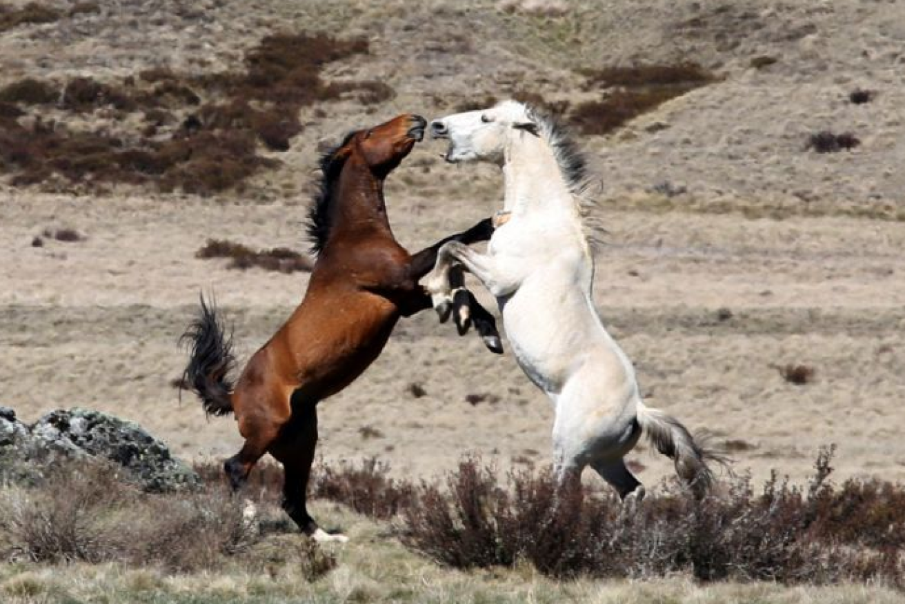 Feral horses have roamed the High Country for well over a century but now face mass culling.