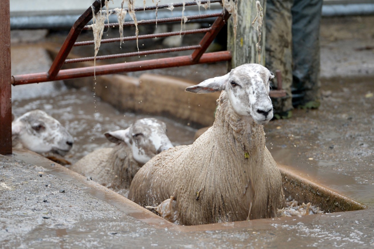 A sheep dip is used to wash away parasites.