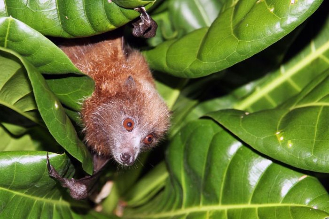 This rare flying fox was found in a remote part of Solomon Islands and photographed for the first time in years.


