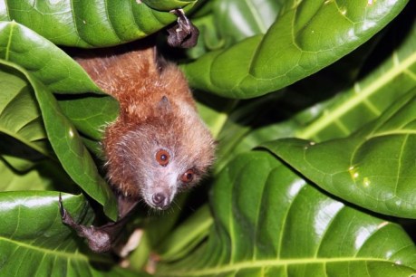Search for Pacific bats harks back to bygone era