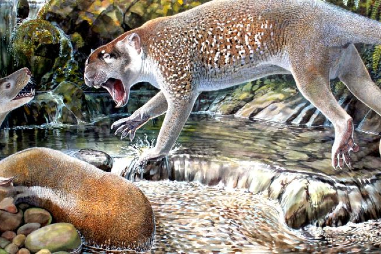 The Wakaleo schouteni hunted in the forests of Queensland 23 milion years ago.