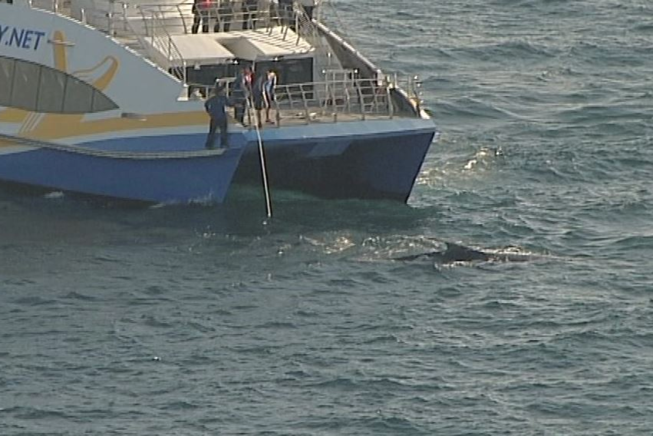 People on board Ocean Dreaming II tried to free the whale from netting.