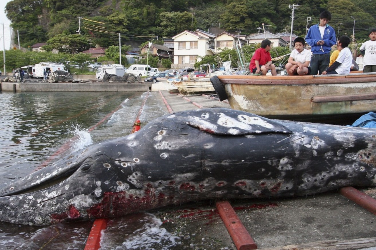 Japan has killed 333 Antarctic minke whales for scientific research. 