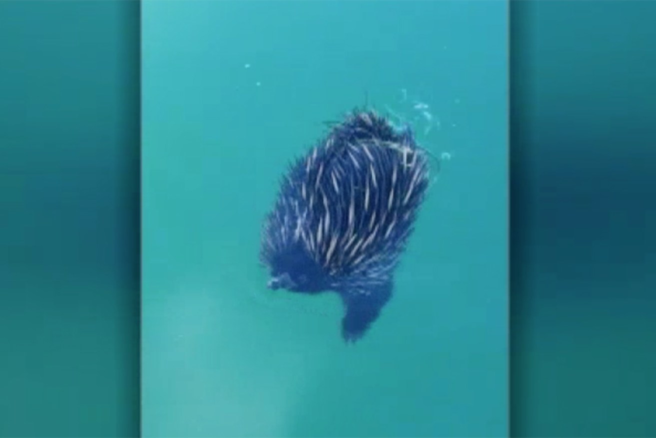 Echidna swimming in middle of Pumicestone Passage.